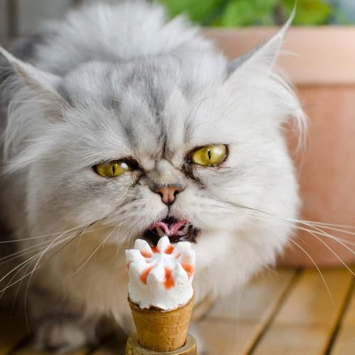 melhores petiscos para gatos