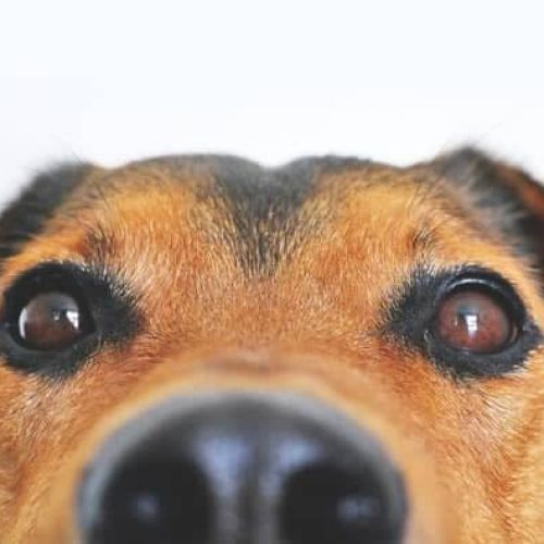 como escolher um bom petisco para treinar cães