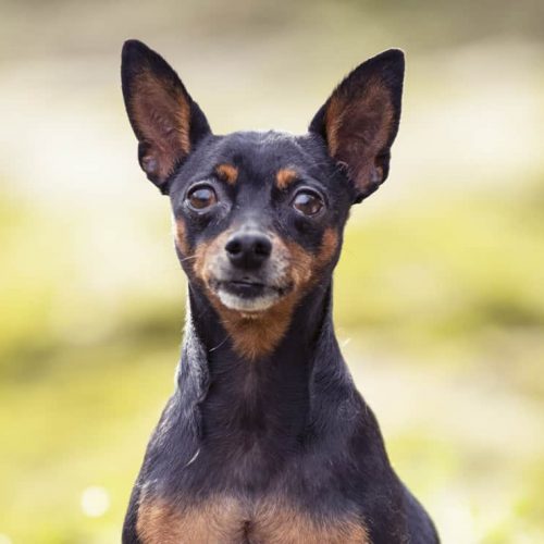pinscher