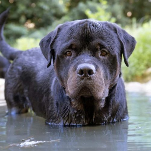 Rottweiler