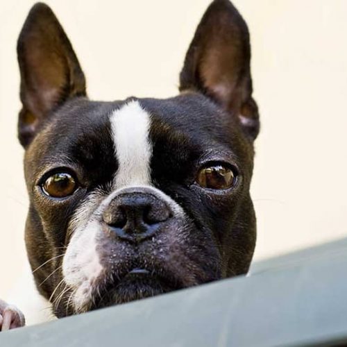 boston terrier