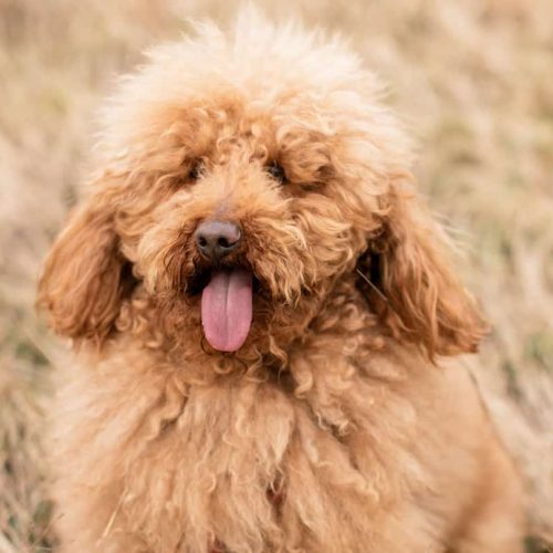 melhor ração para Poodle