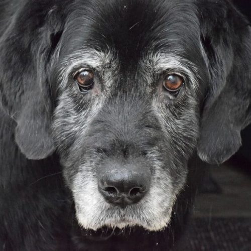 cães idosos