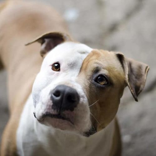 melhor ração para American Staffordshire Terrier