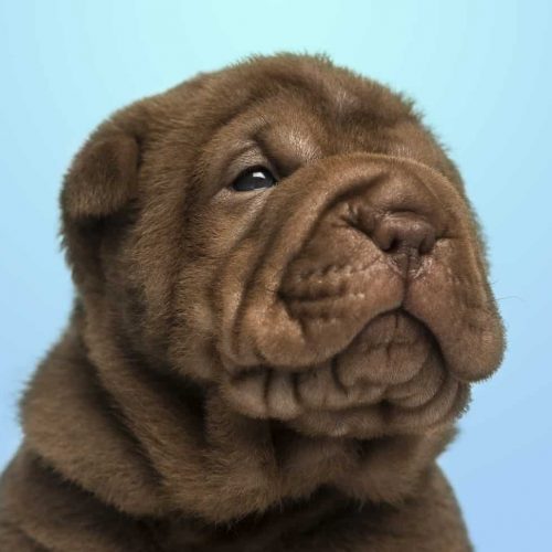 shar pei