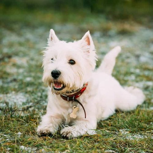 westie dog