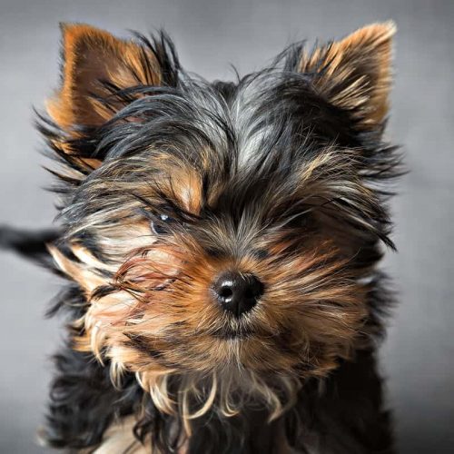 yorkshire terrier